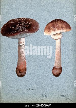 Le champignon du rousseur (Amanita rubescens) : deux fructifications.Aquarelle, 1897. Banque D'Images