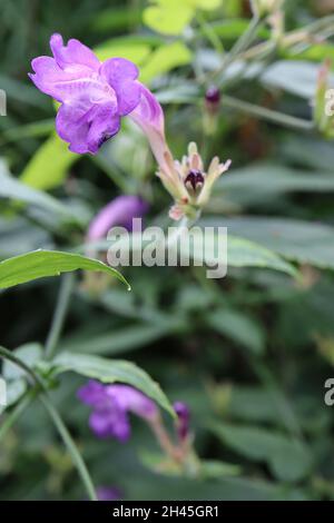 Strobilanthes wallichii bouclier persan robuste – fleurs violettes avec tube blanc incurvé, feuilles en forme de lance vert foncé, octobre, Angleterre, Royaume-Uni Banque D'Images