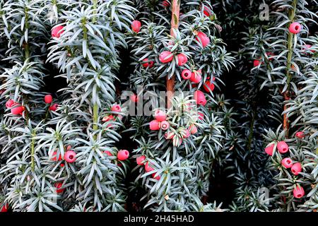 Taxus baccata Common Yew – arils rouges de type baie et feuilles vertes noires disposées en spirale, octobre, Angleterre, Royaume-Uni Banque D'Images