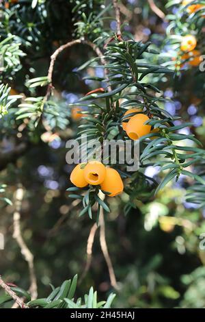 Taxus baccata “Lutea” yew Lutea – arils de type baies d'orange pâle et feuilles vertes noires disposées en spirale, octobre, Angleterre, Royaume-Uni Banque D'Images