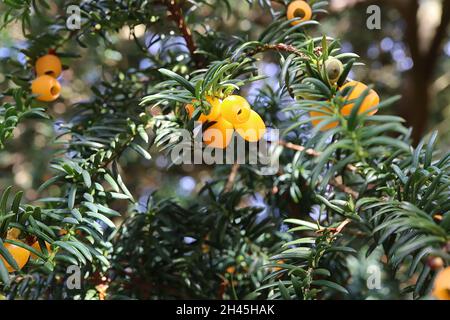 Taxus baccata “Lutea” yew Lutea – arils de type baies d'orange pâle et feuilles vertes noires disposées en spirale, octobre, Angleterre, Royaume-Uni Banque D'Images