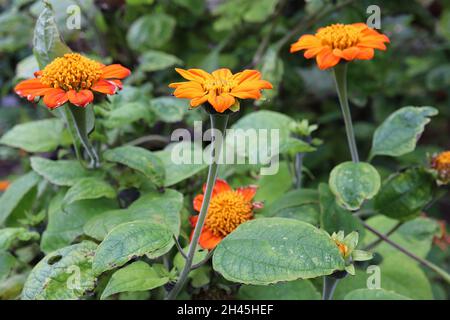 Tithonia rotundifolia « torche » tournesol mexicain torche – fleurs orange vif comme une Marguerite et feuilles vert moyen larges ovées et profondément lobées, octobre, Banque D'Images