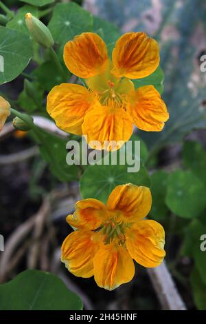 Tropaeolum majus ‘Banana Cream’ nasturtium Banana Cream – fleurs jaunes en forme d’entonnoir avec nervures orange et pétales à volants, octobre, Angleterre, Royaume-Uni Banque D'Images