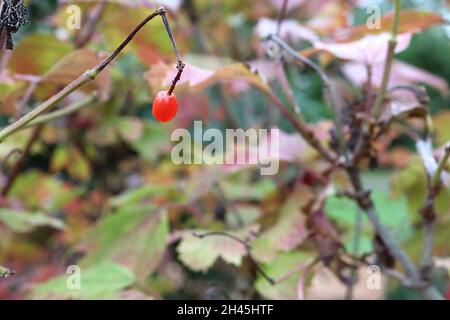 Viburnum opulus guelder rose – grappes à tiges de baies rouges orange rondes brillantes et de feuilles lobées aux franges rouges, octobre, Angleterre, Royaume-Uni Banque D'Images