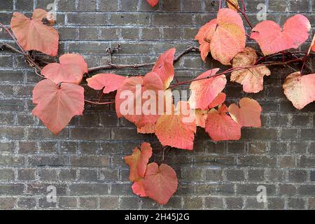 Vitis coignetiae Crimson Glory vine – très grandes feuilles d'orange ridées légèrement lobées, octobre, Angleterre, Royaume-Uni Banque D'Images