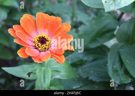 Zinnia elegans «Whirligig Mixed», fleurs orange semi-doubles avec halo rose profond, octobre, Angleterre, Royaume-Uni Banque D'Images