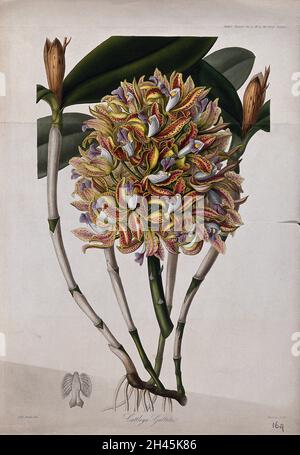 Une orchidée (Cattleya guttata) : fleurs, tige feuillue et pétale.Gravure colorée par G. Barclay, c.1842, après Mlle Drake. Banque D'Images