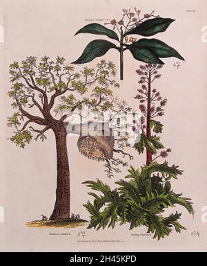 Un arbre galbé (Mimosa cinerea), un poivron jamaïcain (Pimenta dioica) et une plante de rhubarbe de dinde (Rheum palmatum).Gravure colorée, c.1827. Banque D'Images