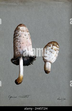 Capsule d'encre de Shaggy ou champignon perruque d'avocat (Coprinus comatus) : deux corps de fructification.Aquarelle, 1894. Banque D'Images