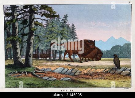 Deux boeufs sauvages. Lithographie en couleur. Banque D'Images