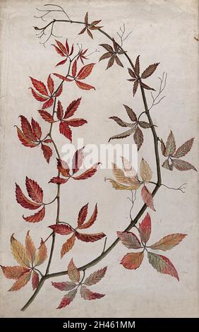 Virginia super-réducteur (Parthenocissus quinquefolia) : tige avec feuilles d'automne colorées.Aquarelle. Banque D'Images