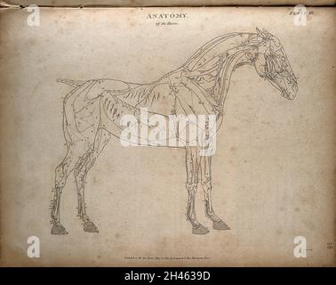 Cheval d'Écorché : diagramme, montrant les muscles et les vaisseaux sanguins.Gravure par T. Milton, 1803, d'après G. Stubbs. Banque D'Images