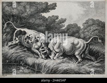 Deux taureaux combattant par un étang; grenouilles au premier plan.Gravure par S. Howitt. Banque D'Images