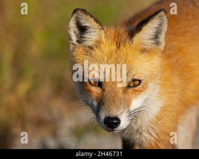 Gros plan Portrait d'un renard rouge Banque D'Images