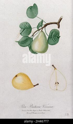 Poire (espèce Pyrus) : branche fruitée avec sections de fruits.Couleur aquatint par B. Rosaspina après D. del Pino, 1822. Banque D'Images