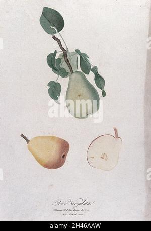 Poire (espèce Pyrus) : branche fruitée avec sections de fruits.Gravure à l'aide d'une couleur par A. Contardi, c.1817, après D. del Pino. Banque D'Images