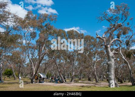 Ouvrez la forêt d'eucalyptus dans le parc régional You Yangs, une destination de week-end populaire, Little River, Victoria, Australie Banque D'Images
