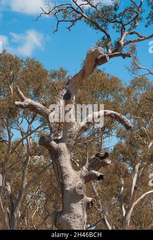 Dead Tree Trunk offre des sites de nidification pour la faune indigène dans le parc régional You Yangs, Victoria, Australie Banque D'Images