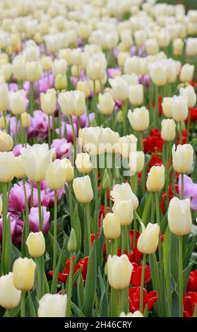 Une variété de Tulips de couleur différents au parc botanique d'Araluen Banque D'Images