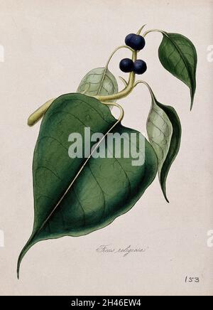 Arbre à péepule (Ficus religiosa) : tige à fructifier.Lithographie colorée d'après M. A. Burnett, c.1843. Banque D'Images