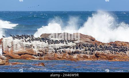 Cormorans et phoques dans la région du Cap de bonne espérance du parc national de Table Mountain, dans la péninsule du Cap, en Afrique du Sud. Banque D'Images