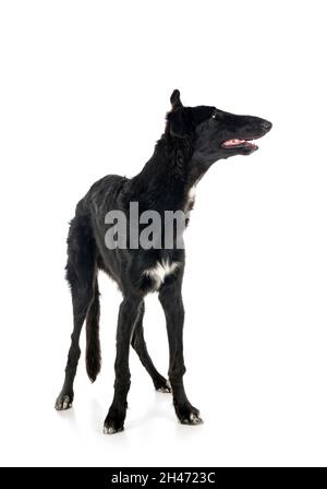 jeune borzoi devant un fond blanc Banque D'Images