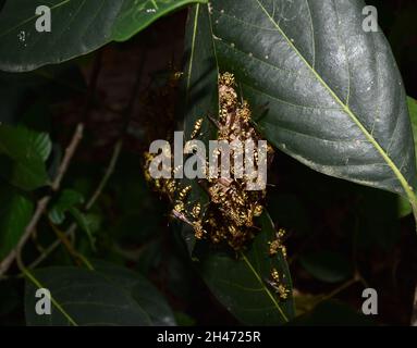 Le papier de jaquette jaune de l'est a ruche dans un arbre de plantes à feuilles vertes, groupe de hornet européen ou Vespa commun en forêt, bandes jaunes et noires sur l'insecte Banque D'Images