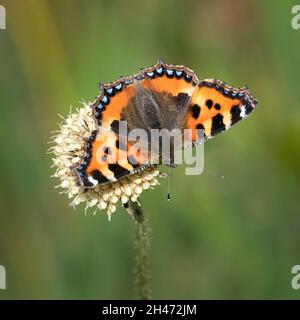 Petite écaille (Aglais urticae) butterfly Banque D'Images