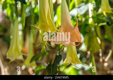 Brugmansia abricot couleur plante vivace avec des fleurs pendantes.Angel's trompette florissant arbuste ornemental ou arbre boisé de nuit famille beautifu Banque D'Images