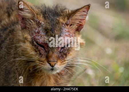 Un chat européen avec la mange notoédrique, également connu sous le nom de gale féline Banque D'Images