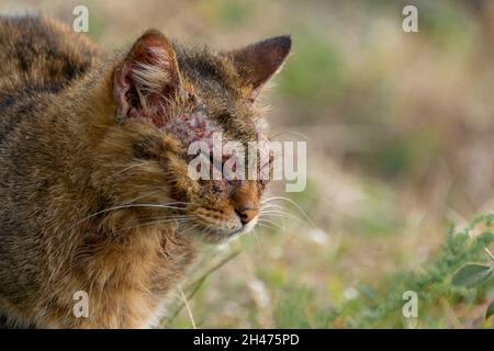 Un chat européen avec la mange notoédrique, également connu sous le nom de gale féline Banque D'Images