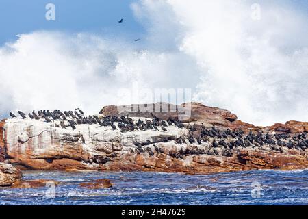 Cormorans et phoques dans la région du Cap de bonne espérance du parc national de Table Mountain, dans la péninsule du Cap, en Afrique du Sud. Banque D'Images