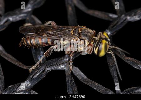 Guêpe adulte du genre Tachytes Banque D'Images