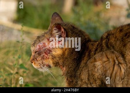 Un chat européen avec la mange notoédrique, également connu sous le nom de gale féline Banque D'Images