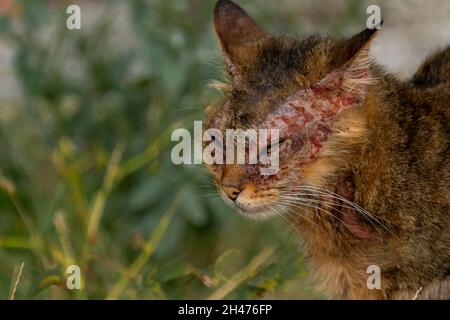 Un chat européen avec la mange notoédrique, également connu sous le nom de gale féline Banque D'Images