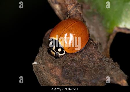 Adulte immaculée Lady Beetle de l'espèce Cyclone sanguinea Banque D'Images