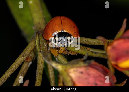 Adulte immaculée Lady Beetle de l'espèce Cyclone sanguinea Banque D'Images