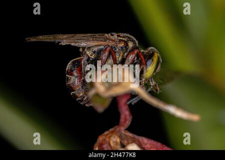 Guêpe adulte du genre Tachytes Banque D'Images