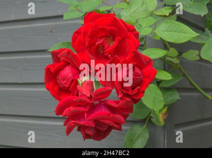 Strauchrose par cœur Banque D'Images