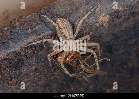 Araignée de crabe femelle adulte de la famille des Philodromidae prêchant sur un menuisier mâle adulte du genre camponotus Banque D'Images