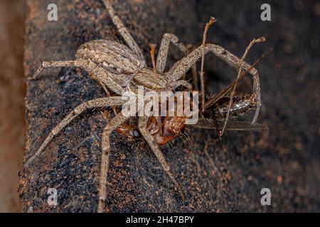 Araignée de crabe femelle adulte de la famille des Philodromidae prêchant sur un menuisier mâle adulte du genre camponotus Banque D'Images