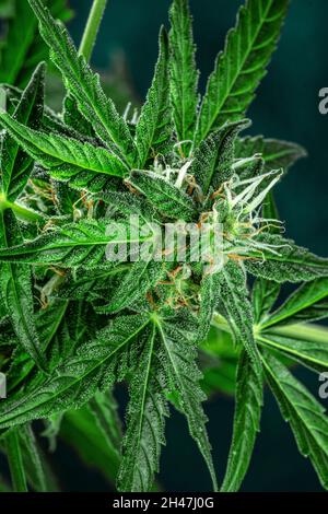 Feuilles et fleurs de cannabis.Plante de marijuana saine, presque prête pour la récolte.Culture du cannabis à des fins médicales Banque D'Images