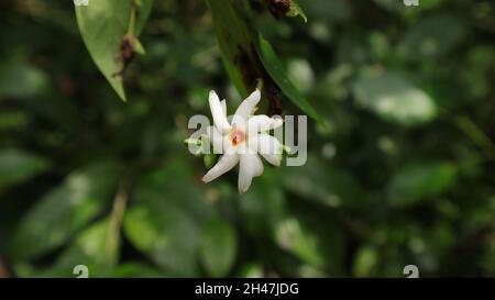 Gros plan d'une fleur de jasmin à floraison nocturne (Nyctanthes arbor tristis) Banque D'Images