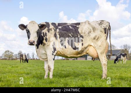 Vache laitière, aux pays-Bas, debout sur l'herbe verte dans un champ, à l'arrière-plan une ferme quelques vaches, un ciel bleu et des nuages blancs Banque D'Images