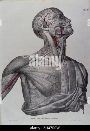 Tête, cou, épaule et poitrine d'un homme écorché, avec des artères et vaisseaux sanguins indiqué en rouge. Lithographie en couleur par J. Roux, 1822. Banque D'Images