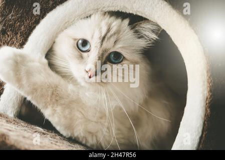 Portrait d'un beau chat sacré de birmanie avec des yeux bleus dans une maison de chat Banque D'Images