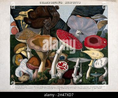 Champignons : vingt espèces, dont l'agarique de la mouche (Amanita muscaria), la calotte mortuaire (Amanita phalloides) et les espèces de Boletus et d'Agaricus.Lithographie colorée par A. Cornillon, c.1827, après Prieur. Banque D'Images
