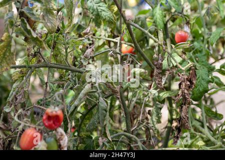 Maladies fongiques dangereuses des tomates, qui affecte les représentants de la nuit, surtout les pommes de terre.Cette maladie est causée par la position des organismes pathogènes entre les champignons et la tache grise des protozoaires Banque D'Images
