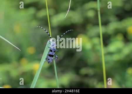 Coléoptère montagnard, Rosalia alpina, dans le parc national de Tara, dans l'ouest de la Serbie Banque D'Images