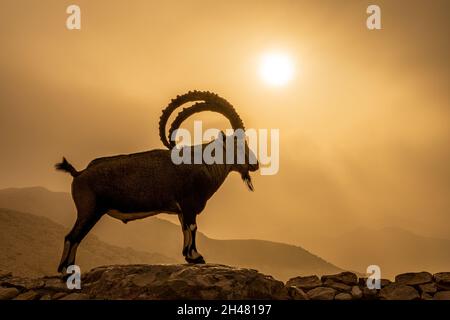 Grand, impressionnant Homme Nubian Ibex (Capra ibex nubiana AKA Capra nubiana) photographié en Israël, désert du Negev en septembre Banque D'Images